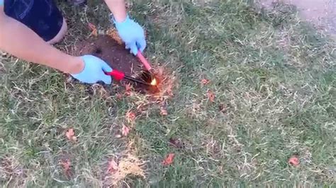 Effective alternative to toxic chemicals should always be the first resort! How kill Mole with poison gas, Ignite all 6 bombs! - YouTube