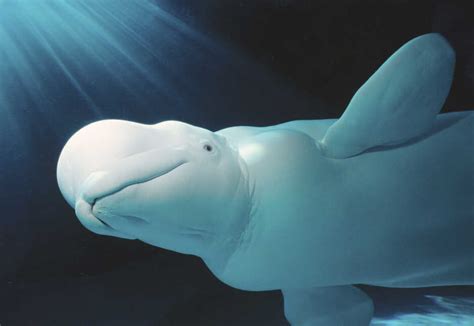 Dozens Of Beluga Whales Trapped By Bering Sea Ice The Two Way Npr