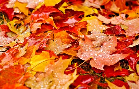 778886 Autumn Closeup Foliage Drops Grass Rare Gallery Hd Wallpapers