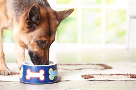 A diabetes diagnosis can be a terrifying thing for a dog owner. 9 Best Dog Foods For Diabetic Dogs 2021: Low Glycemic ...