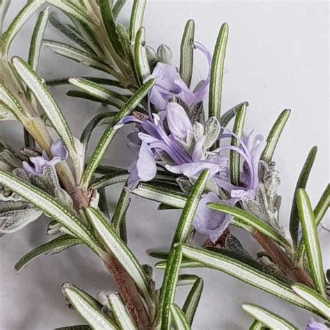 How To Grow Rosemary From Cuttings Indoors And Outdoors