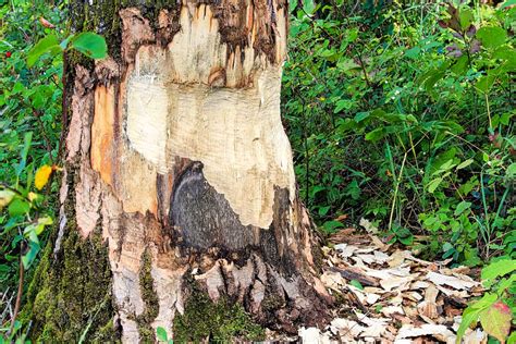 Then cover the bottom of the trap with some natural vegetation material. How to Get Rid of Beavers | WildlifeRemoval.com