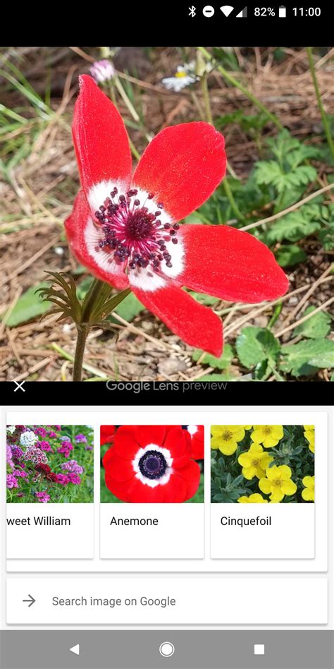 How to identify flowers with google. Tips: Google Lens in Photos can now identify animals and ...