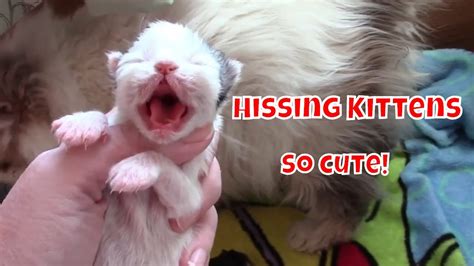 Adorable Newborn Persian Kittens Hissing At Me 😻 Youtube