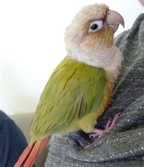 Many enjoy playing with balls and bells, and will sometimes roll onto their backs and play with their feet like a baby. This is the newest addition to my flock, Avery the ...