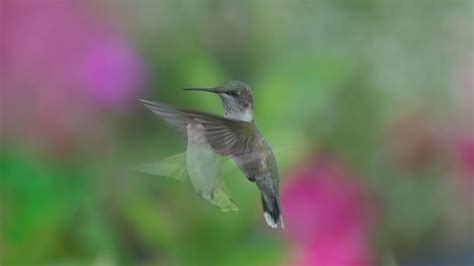 Summer Hummingbirds Youtube