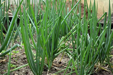 How To Grow And Harvest Bunching Onions Gardeners Path
