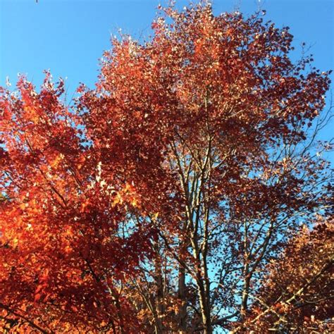Coming Home To Autumn Colors : Got2Run4MeRunning With Perseverance