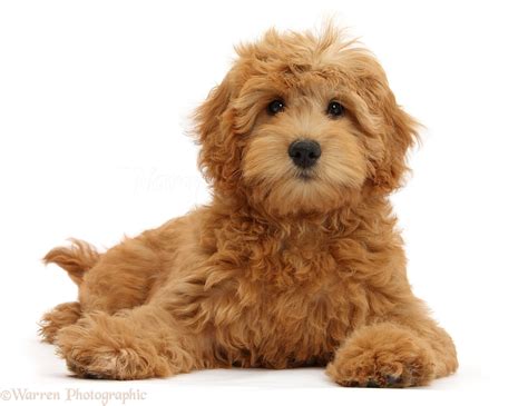 The goldendoodle is intelligent, friendly, and family oriented. Dog: Cute Goldendoodle puppy photo WP39327
