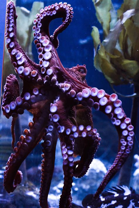 Giant Pacific Octopus By 500 Noise On 500px Giant Pacific Octopus