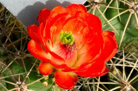 Flowers For Flower Lovers Cactus Flowers Photos