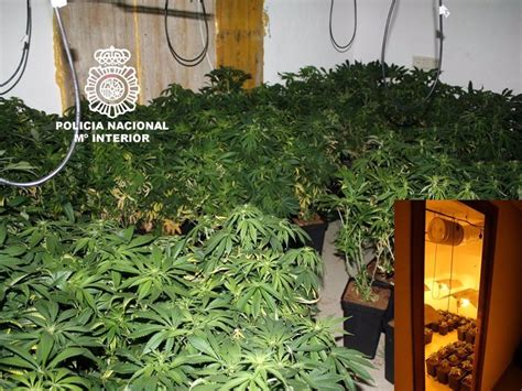 Detenido Por El Cultivo De Más De 440 Plantas De Marihuana En Su Casa