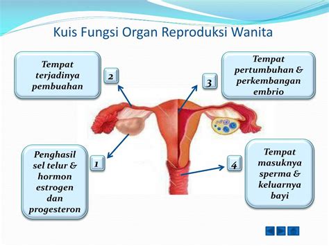 Sistem Reproduksi Pada Wanita
