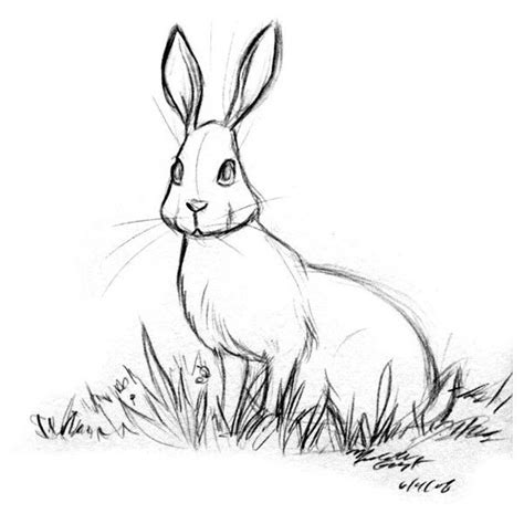 Snowshoe Hare Liked On Polyvore Featuring Animals Drawings Sketches