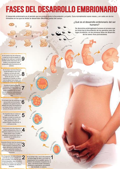 Desarrollo Embrionario Gambaran