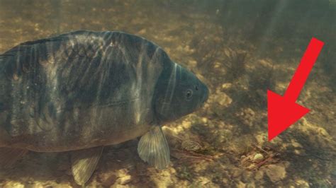 Karpfen Frisst Direkt Vor Unserer Kamera I Karpfenangeln Am Stausee