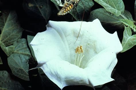 White Datura Flower Open Earth A Work In Progress