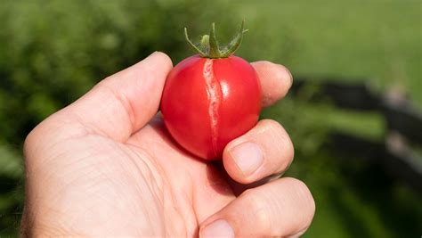 Prevent Cracking And Splitting Tomatoes With 5 Easy Methods
