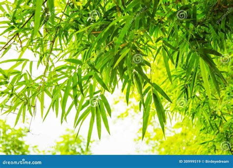 Bamboo Background Stock Image Image Of Asia Nature 30999519