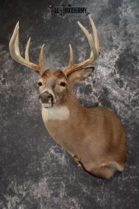 Whitetail Deer Taxidermy Shoulder Mount Sku 1538 All Taxidermy