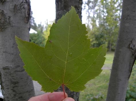 Curtis joseph toronto maple leafs hockey nhl xmas tree ornament jersey holiday. Incoming BYTES: Sugar-Maple leaves DO turn Red