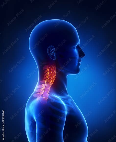 Cervical Spine Lateral View Stock Illustration Adobe Stock