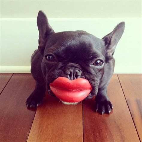 Creative ideas for american, english and french bulldogs based upon color, demeanor and style. Funny French Bulldog | Interesting New Pictures | Funny ...