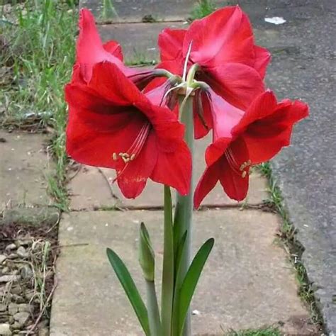 Bunga bakung (convallaria majalis / ˌ k ɒ n v ə ˈ l eɪ r i ə m ə ˈ dʒ eɪ l ɪ s /) adalah sebuah tanaman bunga yang sangat berracun dengan kembang putih berbentuk lonceng yang mekar pada musim semi. Tanaman bunga bakung amarilis bunga merah pohon bakung ...