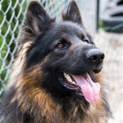 Alsation dog стоковые фото, картинки и изображения. The Alsatian Dog - Is This A Real Breed?