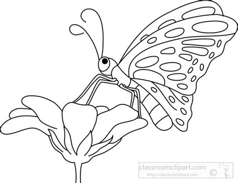 Butterfly On Flower Drawing At Getdrawings Free Download