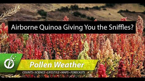 Quinoa In The Air Know Your Chenopods Pollen Weather Wednesday
