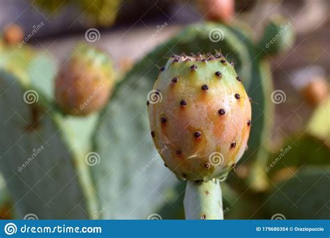 Sicilian Prickly Pear Opunzia Ficus Indica Species Stock Photo Image
