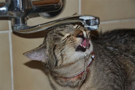 My Cat Loves Drinking From The Tap Is That Normal Conscious Cat