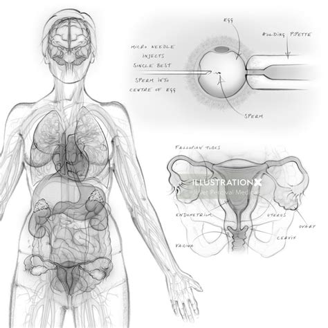 Female Organs Diagram The Female Organs Stock Illustration
