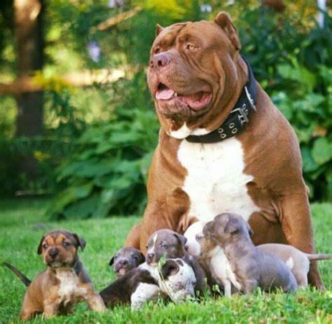 Take a look at hulk to see for yourself how big a xxl pit bull can grow. The Hulk and his babies | Hulk the dog, Hulk the pitbull ...