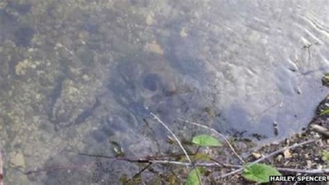 Fairford Teenagers Discover Human Skull In River Coln Bbc News