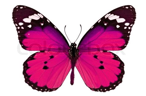 Beautiful Pink Butterfly Isolated On Stock Image Colourbox