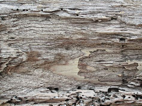 Free Photo Driftwood Background Abstract Old Worm Free Download