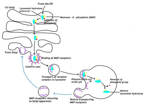 Cell Physiology And Biology Simplemed Learning Medicine Simplified