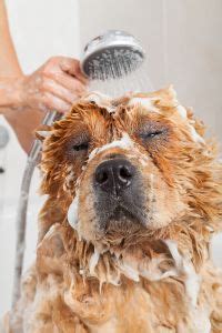 Auch sechs stunden sind nach einer wurzelbehandlung keine seltenheit. Milben beim Hund erkennen, behandeln & vorbeugen