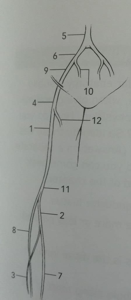 Ch 3 Lower Extremity Arteries Diagram Quizlet