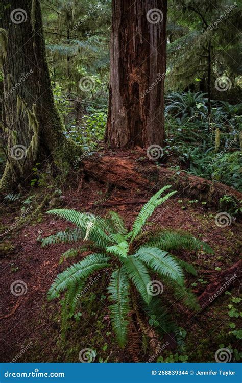Lush Green Fern In Pacific Northwest Rainforest In Olympic Peninsula