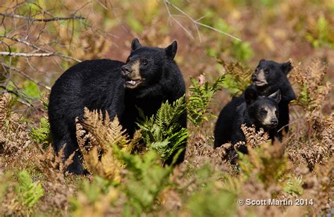 Black Bear In Algonquin Provincial Park Scott Martin Photography