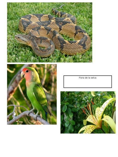 Pdf Flora Y Fauna De Aqp Doc Dokumen Tips Hot Sex Picture