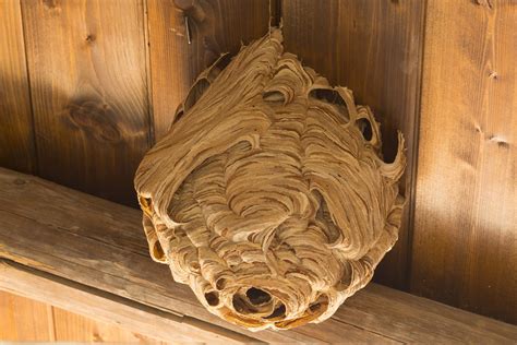 How To Safely Eliminate Hornets Nest Wasp Removal Toronto
