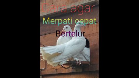 Ini adalah makanan spesial bagi burung merpati, mengingat biasanya, burung merpati memakan jagung sebagai makanan utama. Cara membuat merpati agar cepat bertelur - YouTube