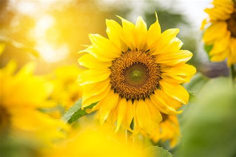 Relatively easy to cultivate, sunflowers love direct sunlight and flourish best in hot summer months. Growing Sunflowers: How to Plant & Grow Sunflowers From ...
