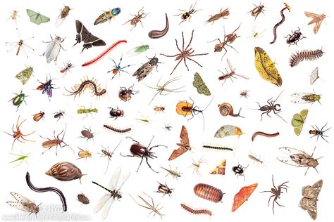 Rainforest Invertebrate Biodiversity | Alex Hyde