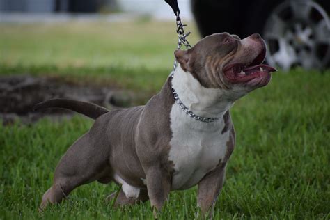 THE LILAC & CHOCOLATE TRI COLOR AMERICAN BULLY | American bully