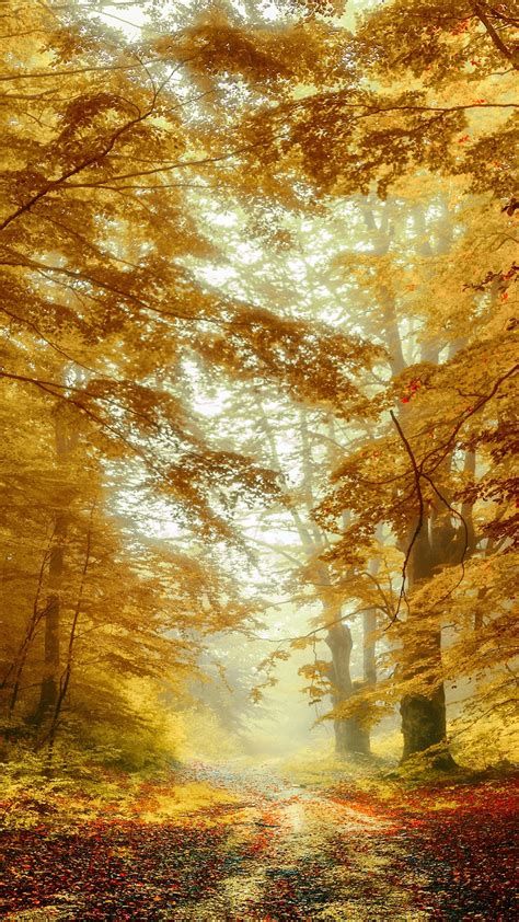 Path Between Fall Foliage Forest 4k Hd Nature Wallpapers Hd